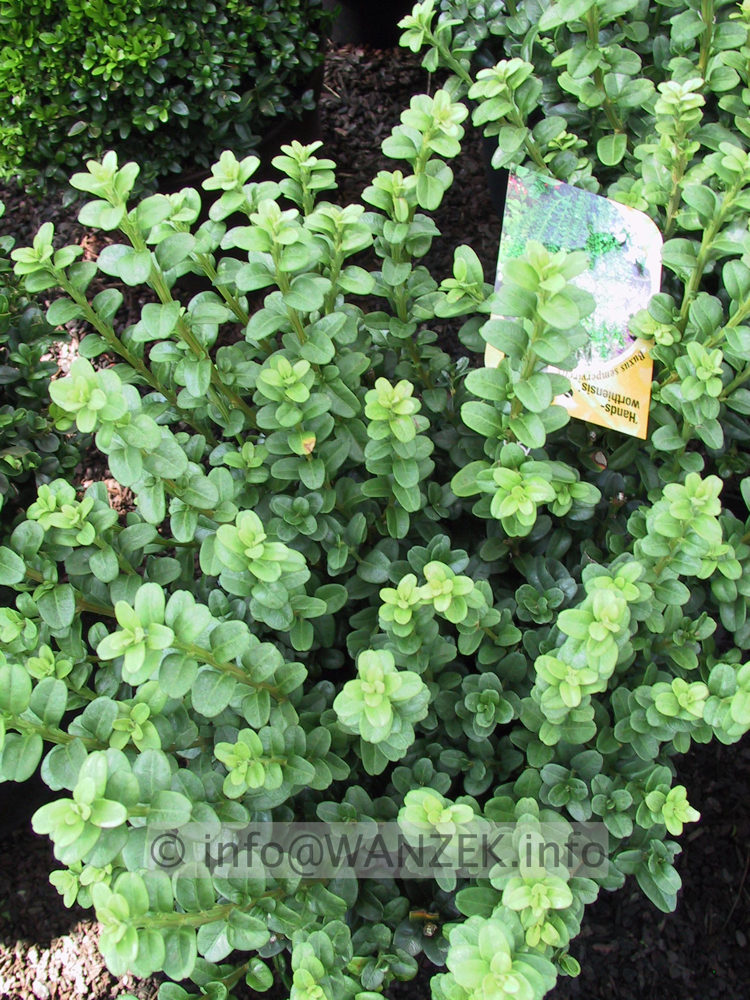 Buxus sempervirens Handsworthiensis.JPG